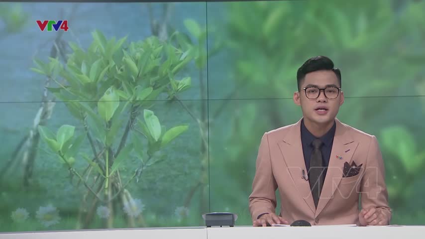 Hưởng ứng chương trình trồng 1 tỷ cây xanh