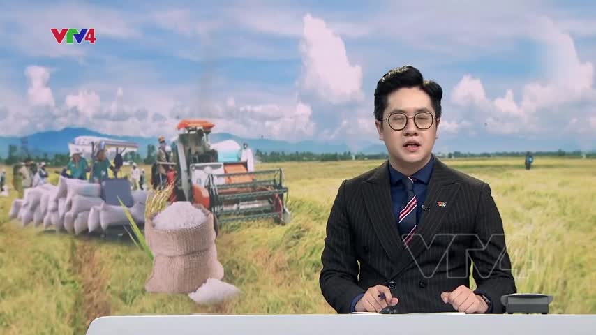 Lúa gạo Việt Nam hướng tới giảm phát thải
