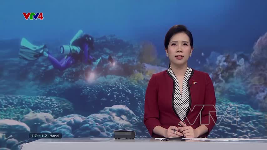 Trồng mới san hô ở biển Nha Trang
