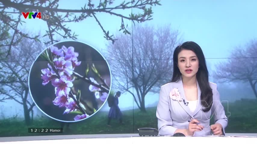 Mộc Châu chuẩn bị vụ hoa đào Tết
