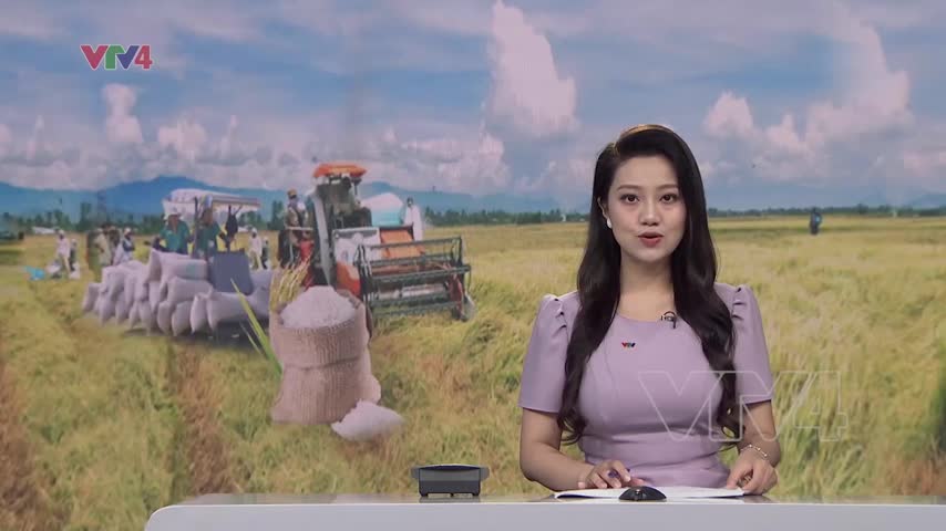 Chủ động kế hoạch thị trường sau khi Ấn Độ cấm xuất khẩu gạo 