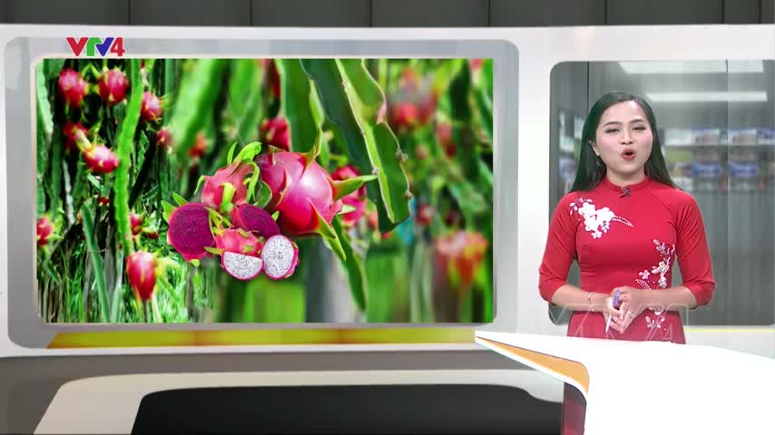 Đa dạng hóa thị trường quả thanh long