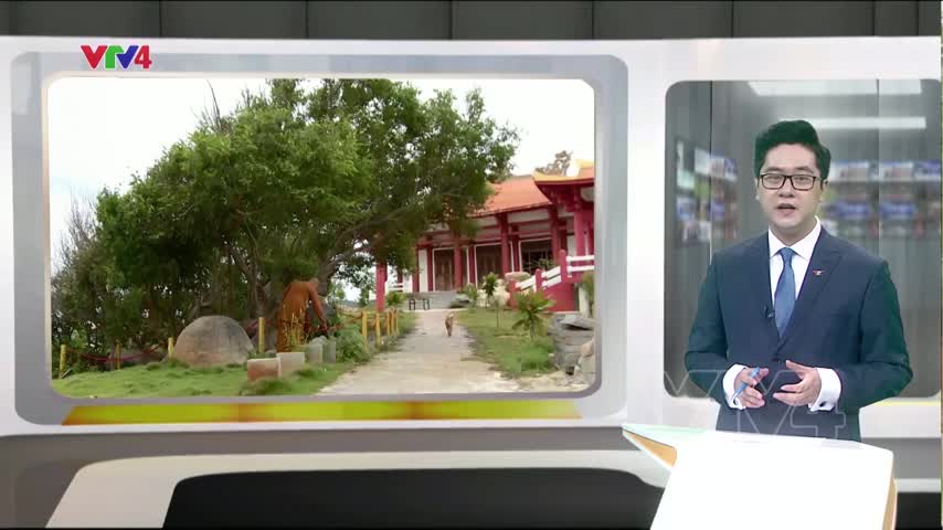 Lạ mắt cây Kơ Nia bên biển​