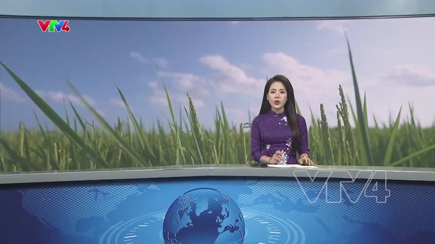 Hiệu quả đề án 1 triệu héc-ta lúa tại An Giang