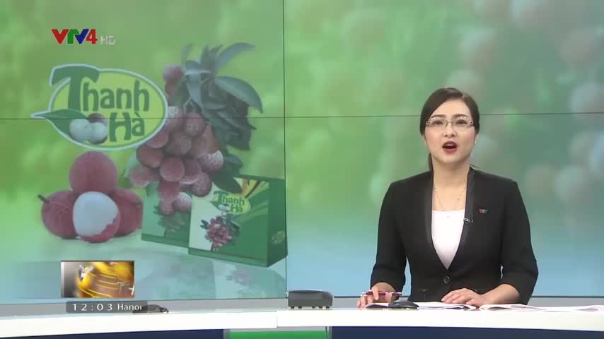 Vải Thanh Hà lần đầu tiên dán tem truy xuất nguồn gốc