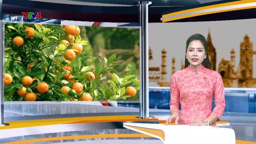 Làng quất Tứ Liên tất bật vào vụ Tết