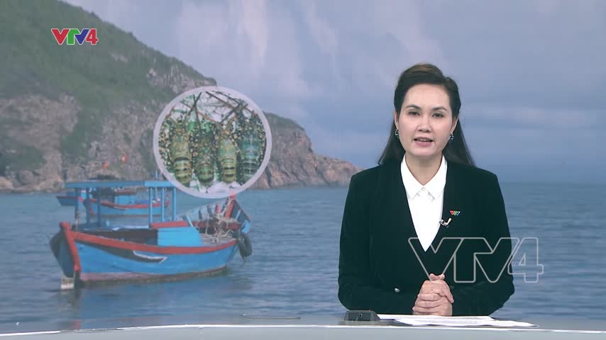 Nỗ lực phục hồi nguồn tôm hùm xuất khẩu