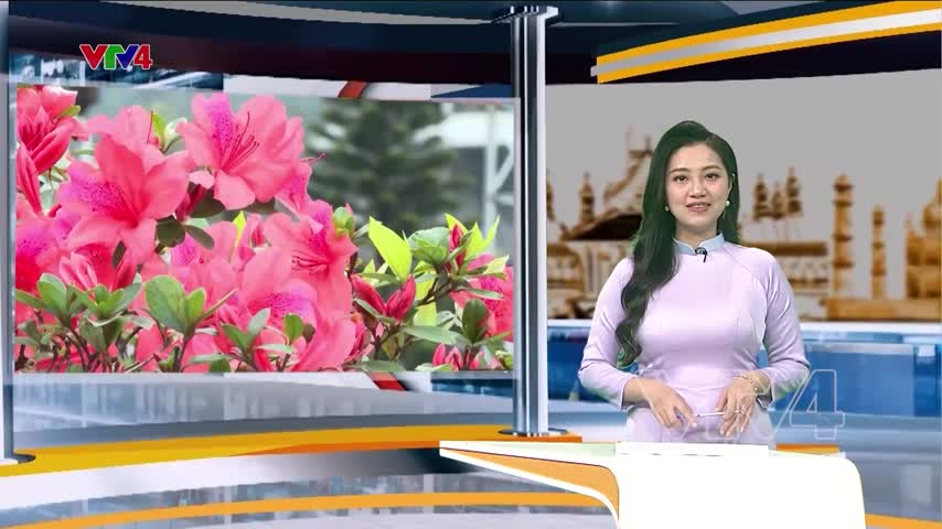 Ấn tượng lễ hội hoa đỗ quyên