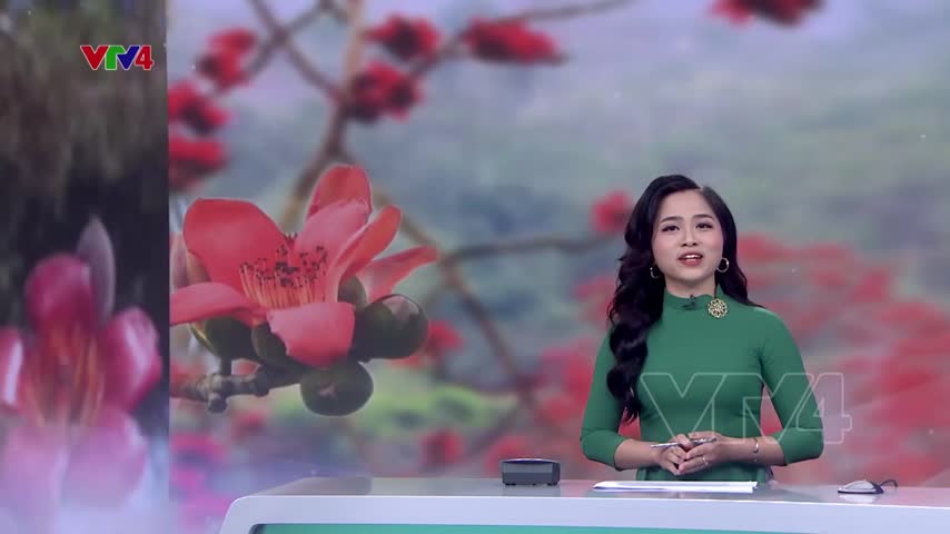 Hà Giang rực rỡ mùa hoa Mộc Miên
