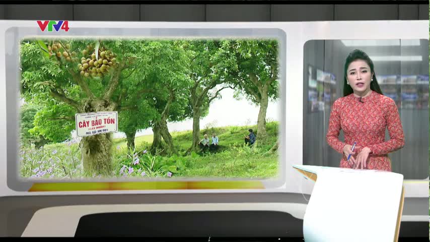 Về thăm miền nhãn cổ