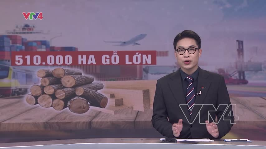 Gia tăng sản lượng gỗ lớn đáp ứng xuất khẩu