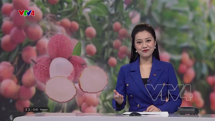 Việt Nam đã có vải thiều không hạt