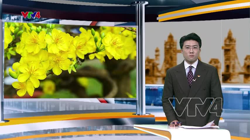 Đa dạng sản phẩm mai vàng dịp Tết