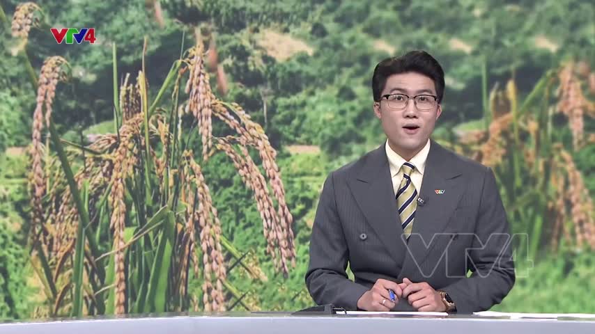 Háo hức mùa lúa rẫy