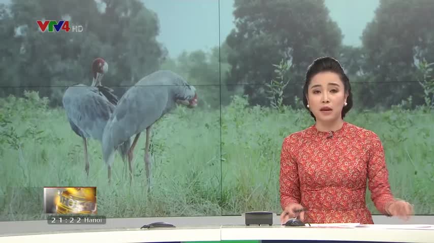 Mùa săn ảnh sếu đầu đỏ