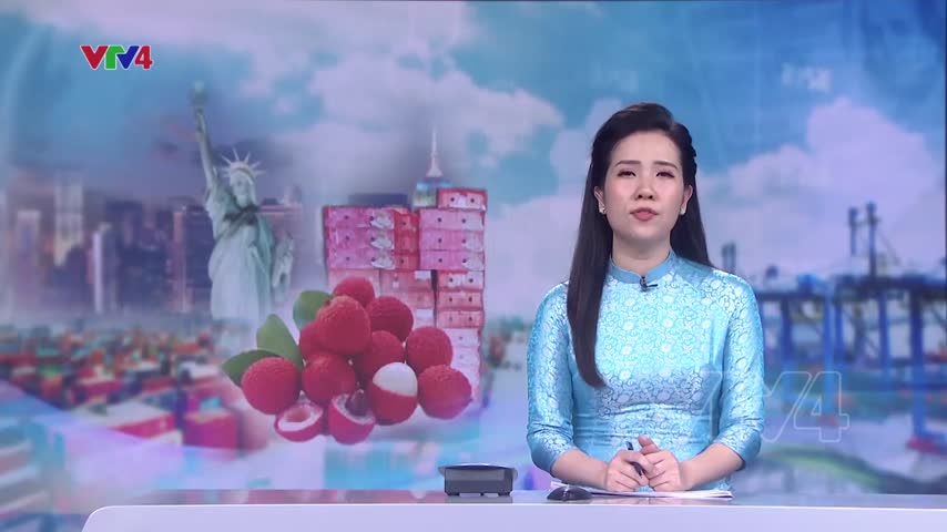 Cầu nối giúp trái vải chinh phục các thị trường khó tính