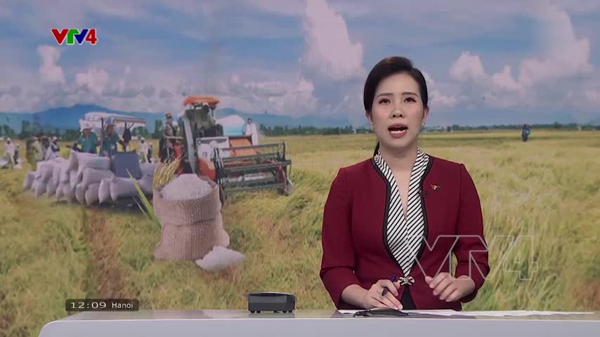Liên kết tiêu thụ lúa gạo