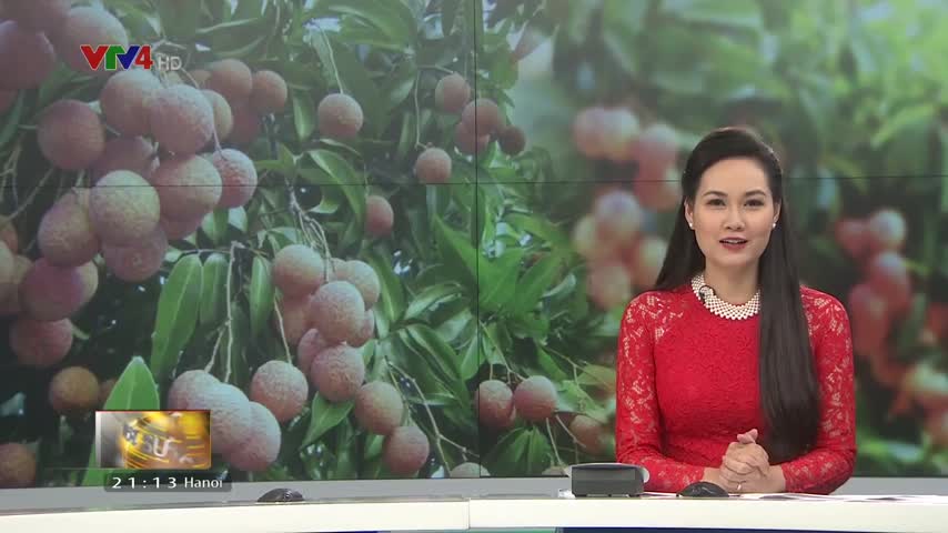 Xúc tiến tiêu thụ nông sản qua lễ hội vải thiều Thanh Hà