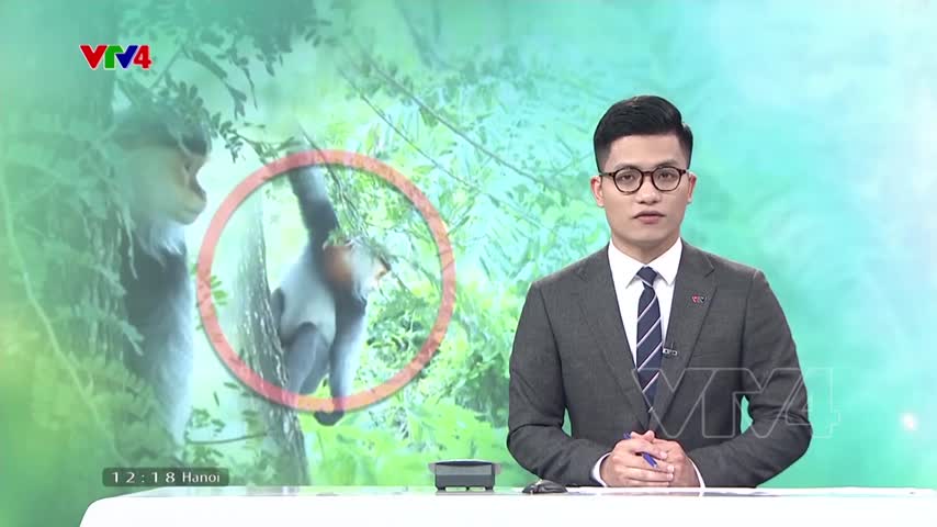 Phát hiện 3 cá thể voọc chà vá chân xám quý hiếm