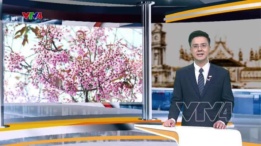 Lâm Đồng quảng bá du lịch qua bản đồ hoa mai anh đào