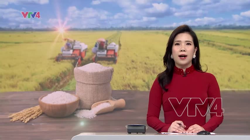 Liên kết để xuất khẩu gạo bền vững