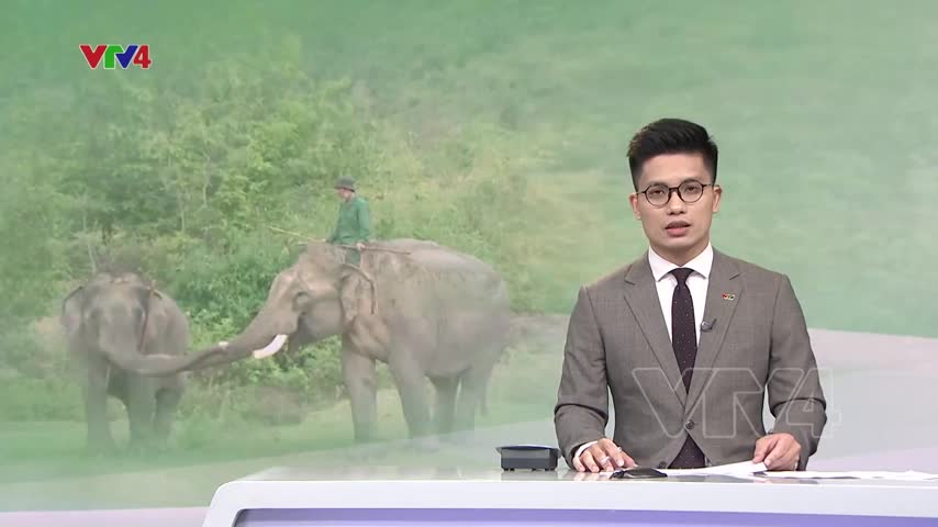 Thả voi về rừng