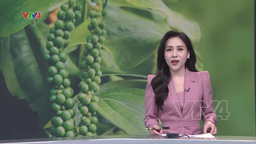 Hoa Kỳ dẫn đầu nhập khẩu hồ tiêu Việt Nam
