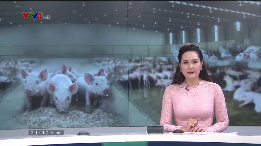 Quốc tế chia sẻ kinh nghiệm phát triển chuỗi giá trị chăn nuôi lợn nông hộ