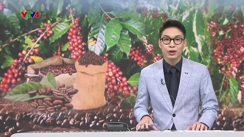 Sản xuất cà phê theo tiêu chuẩn xuất khẩu