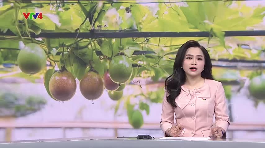 Liên kết chuỗi sản xuất chanh dây