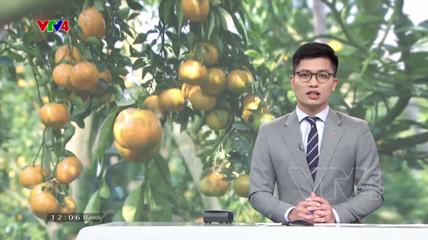 Kéo dài chuỗi giá trị của trái quýt hồng