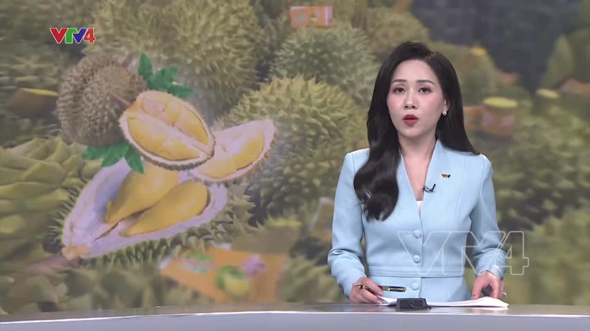 Quản lý chất lượng sầu riêng để xuất khẩu bền vững