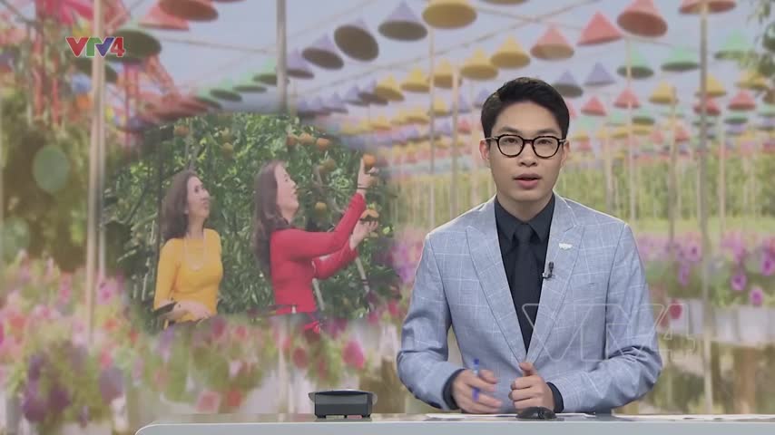 Tour du Xuân cận Tết ngắn ngày hút khách 