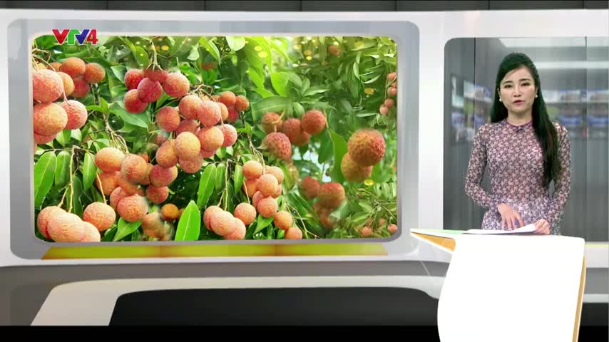 Cơ hội cho vải thiều Bắc Giang tại thị trường châu Âu​