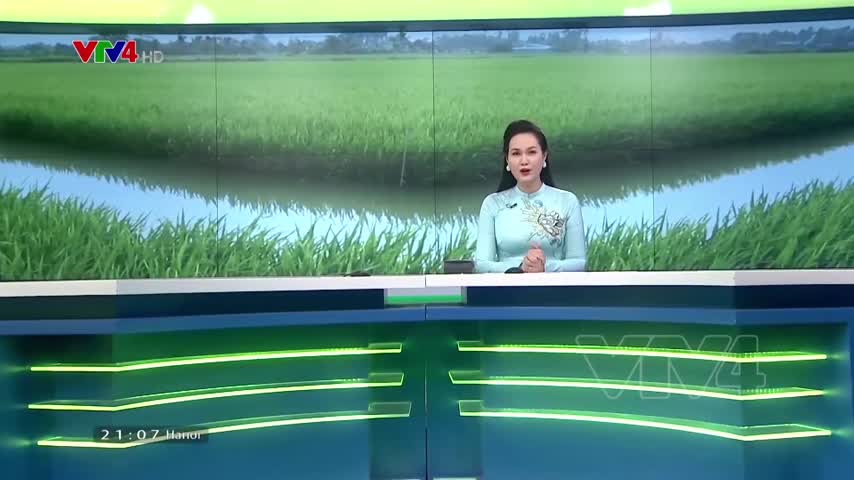 Xây dựng thương hiệu gạo ST từ mô hình tôm - lúa
