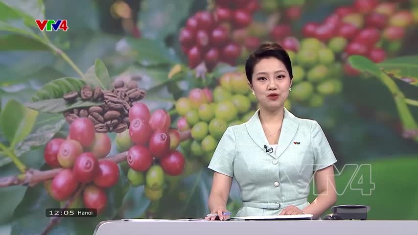 Giá cà phê tại Lâm Đồng tăng cao kỷ lục