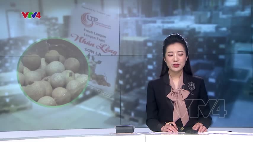 Nhãn lồng Sơn La trên thị trường châu Âu