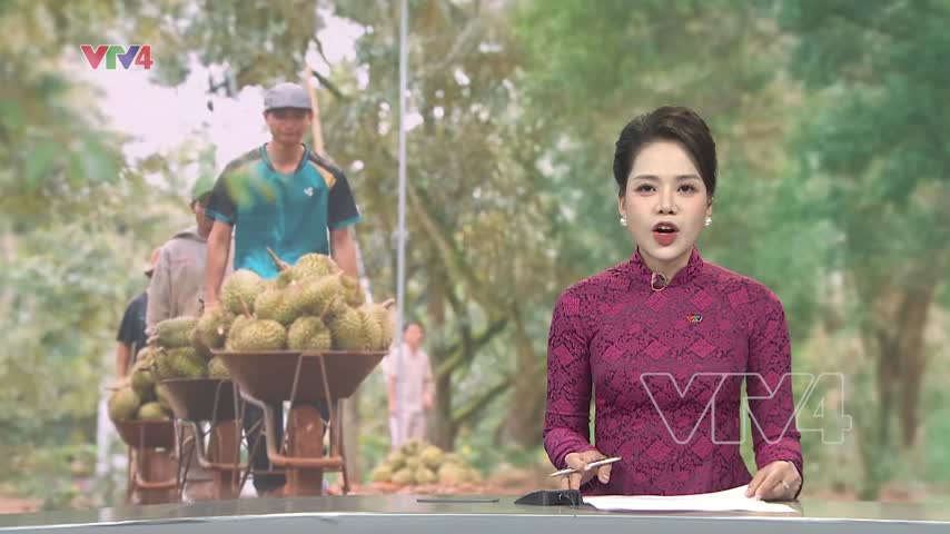 Mùa vàng trên đất đỏ bazan