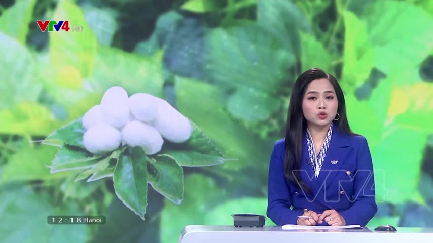 Nghề nuôi tằm ươm tơ khởi sắc trở lại