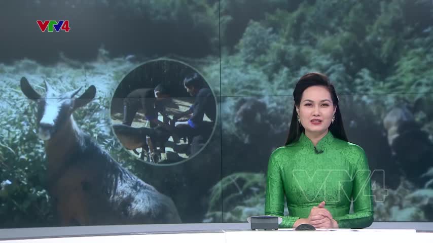 Nghề chăn dê miền sơn cước