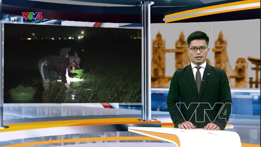 Hình ảnh cấy lúa đêm tại Việt Nam trên hãng thông tấn Pháp