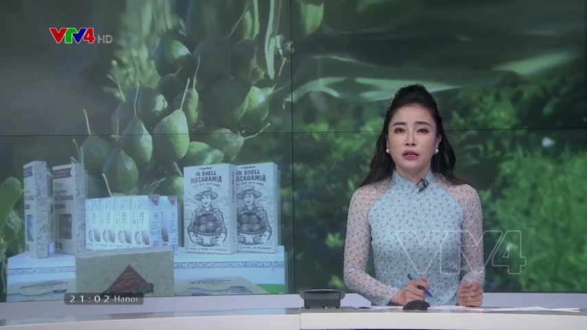 Cây mắc ca phải là cây 