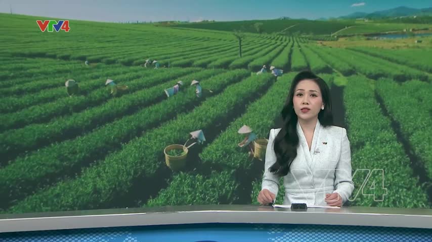 Xuất khẩu chè ghi nhận tín hiệu tích cực