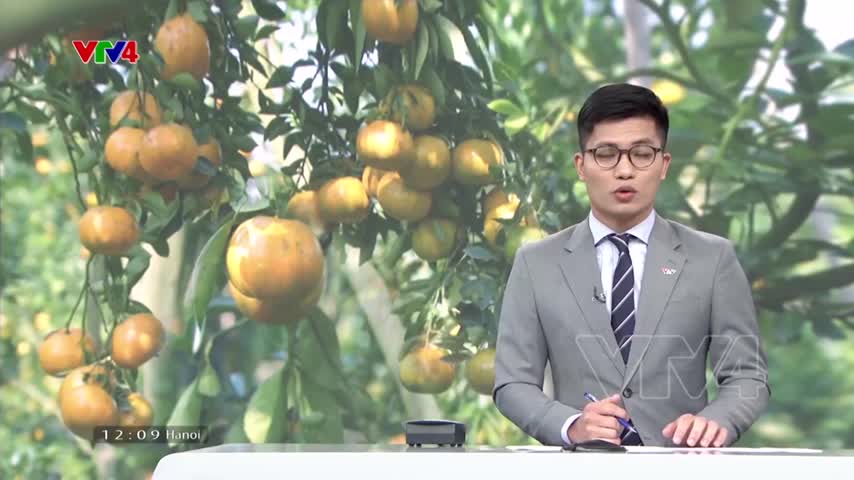 Nâng giá trị quýt hồng nhờ kết hợp du lịch