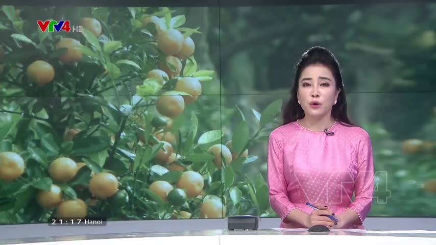 Làng quất Tứ Liên, Hà Nội hút khách dịp Tết