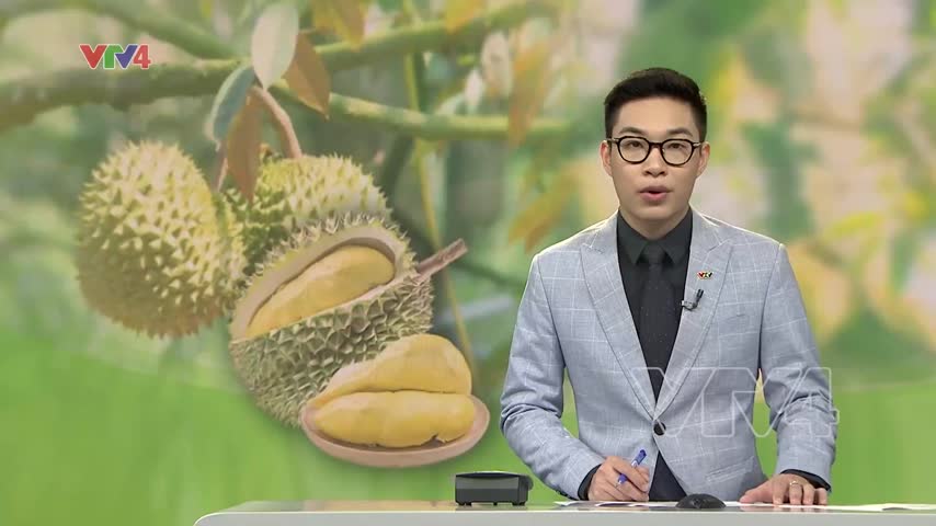 Hướng đi bền vững cho sầu riêng xuất khẩu