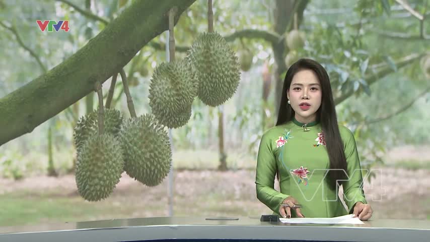Ấn Độ mở cửa thị trường cho sầu riêng tươi của Việt Nam