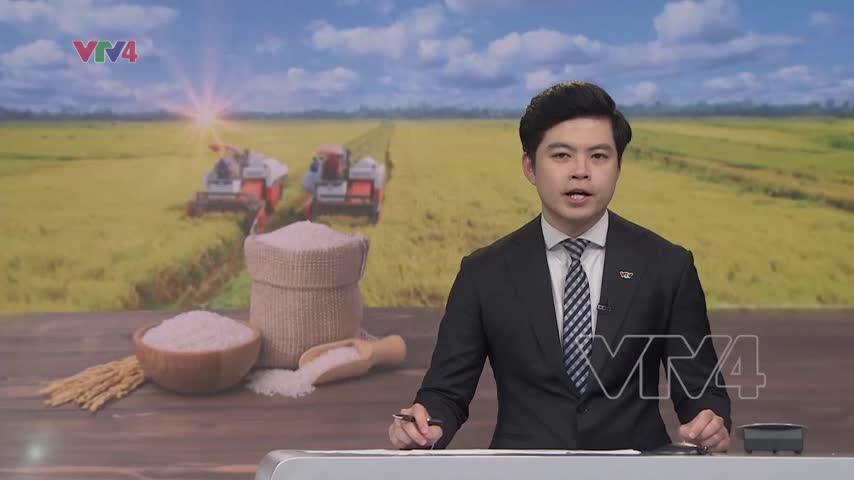 Ngành hàng lúa gạo chuyển hướng đi mới