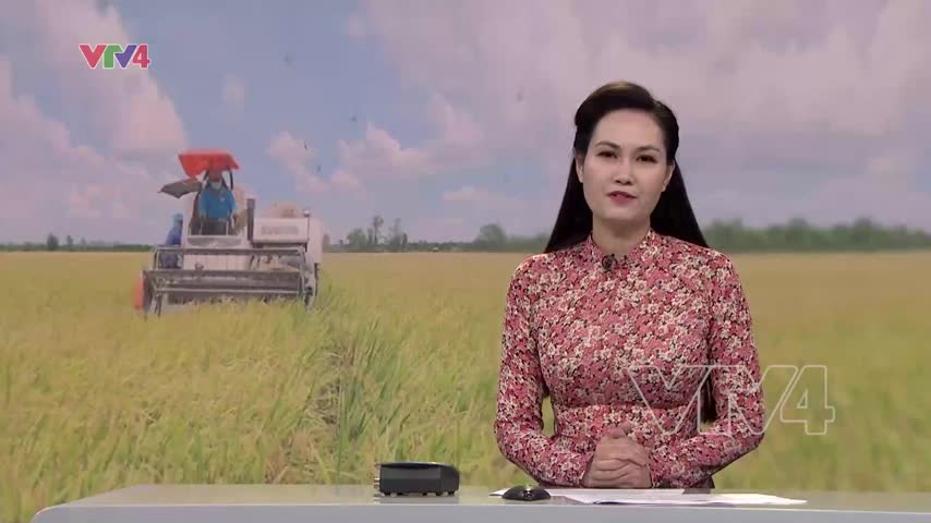 Canh tác lúa giảm phát thải khí nhà kính