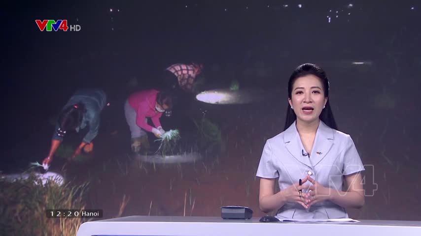 Cấy đêm